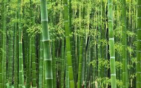 bamboo 意思|Bamboo的解释和发音 「欧路词典」英汉